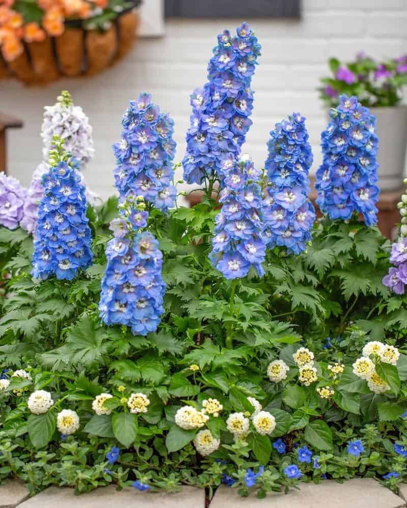 Blue Delphinium