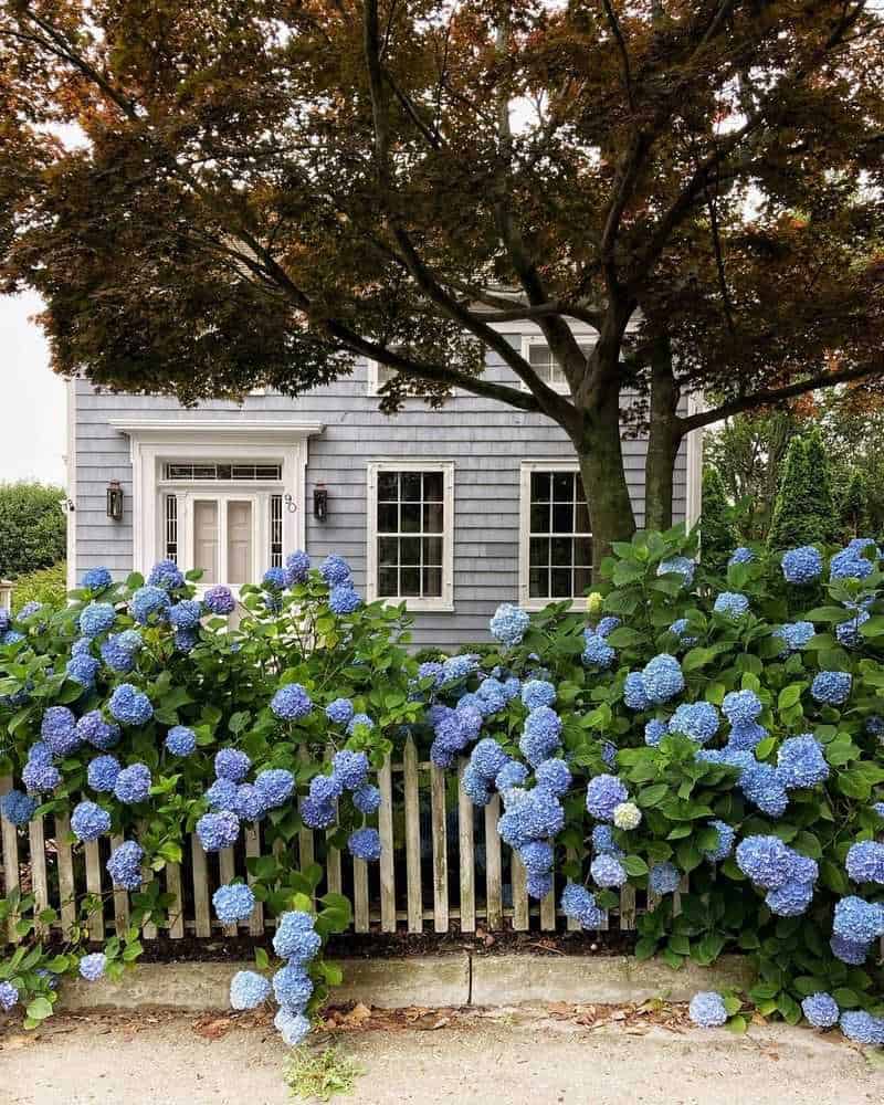 Blue Hydrangea