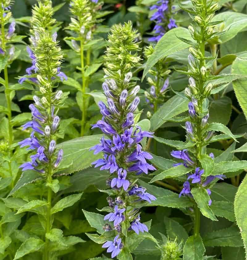 Blue Lobelia