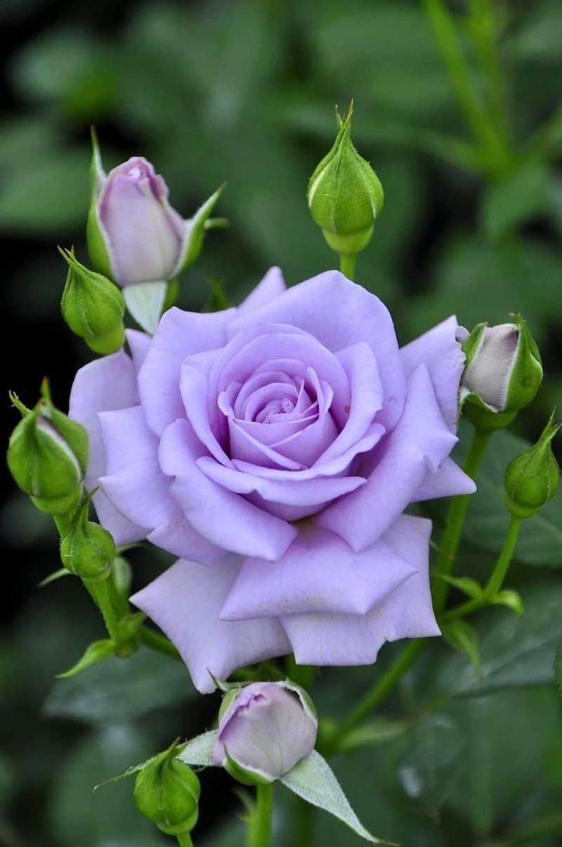 Blue Moon Rose