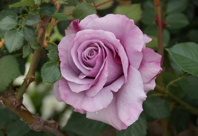 Blue Nile Rose