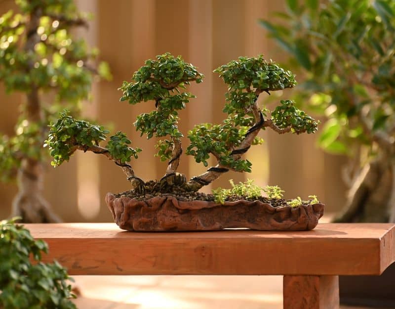 Bonsai Tree