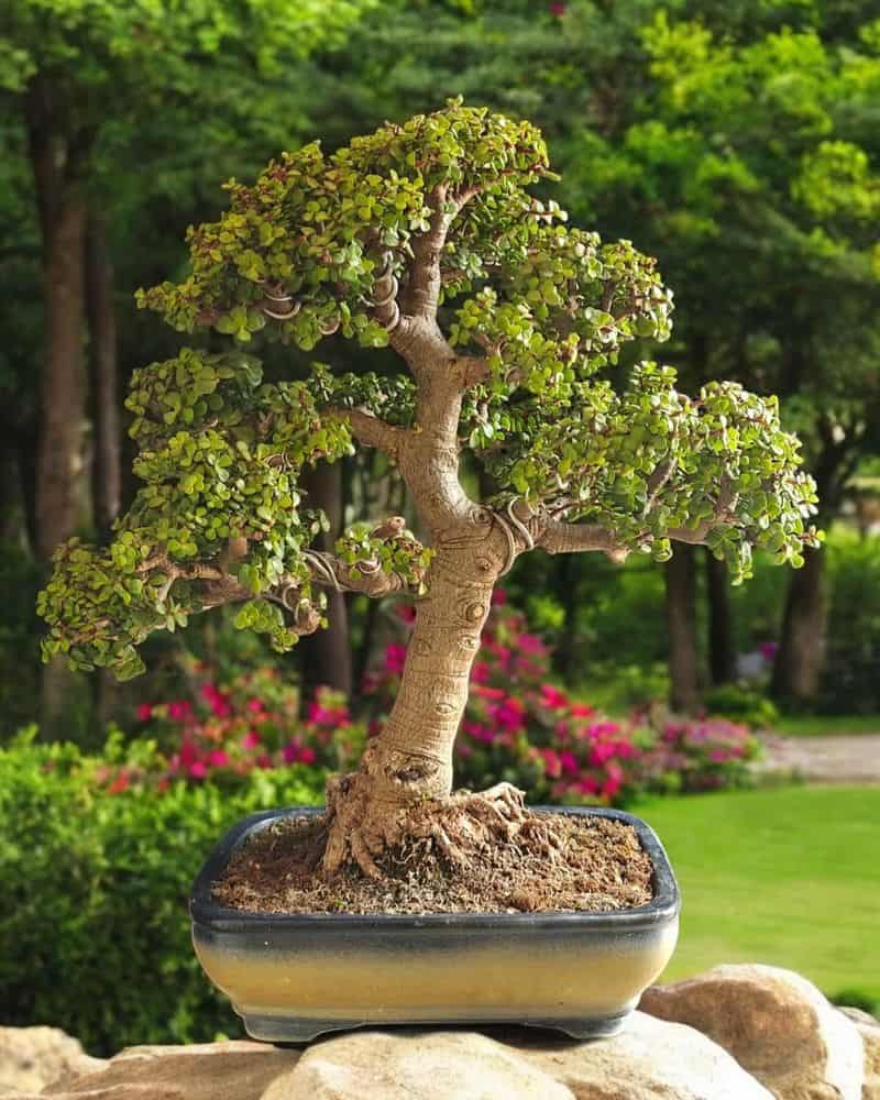 Bonsai Trees