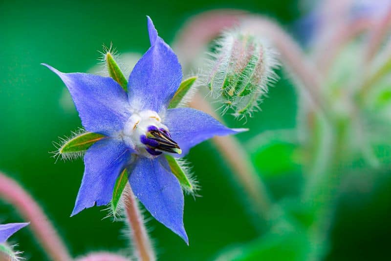 Borage