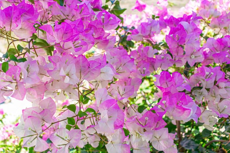 Bougainvillea