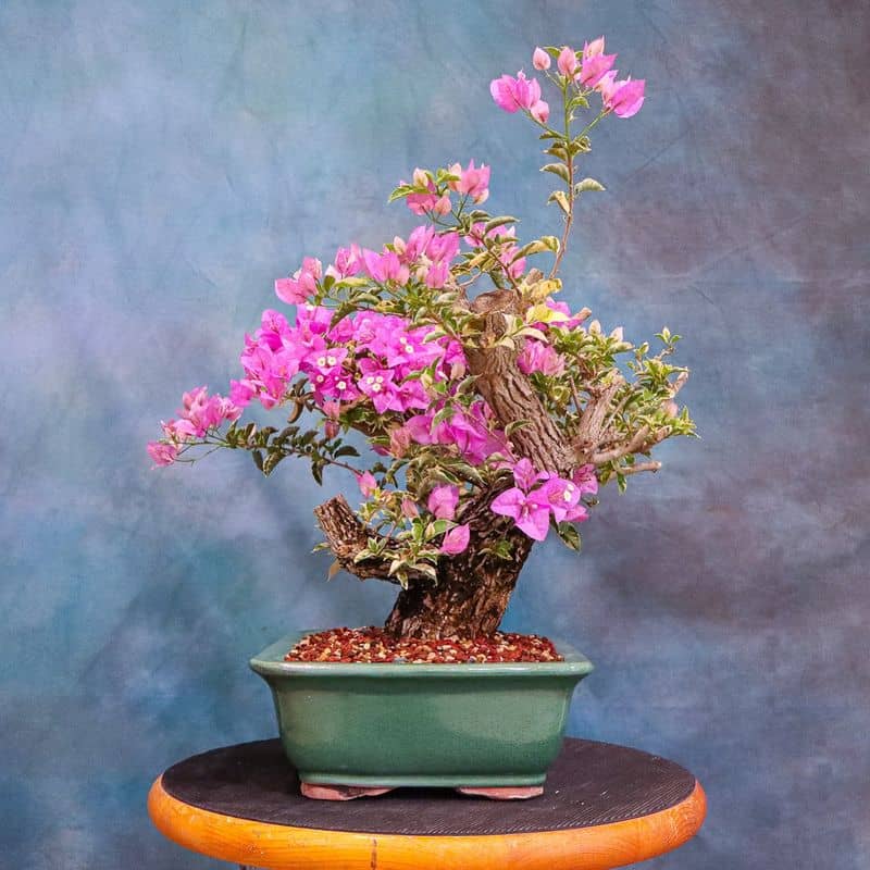 Bougainvillea Bonsai