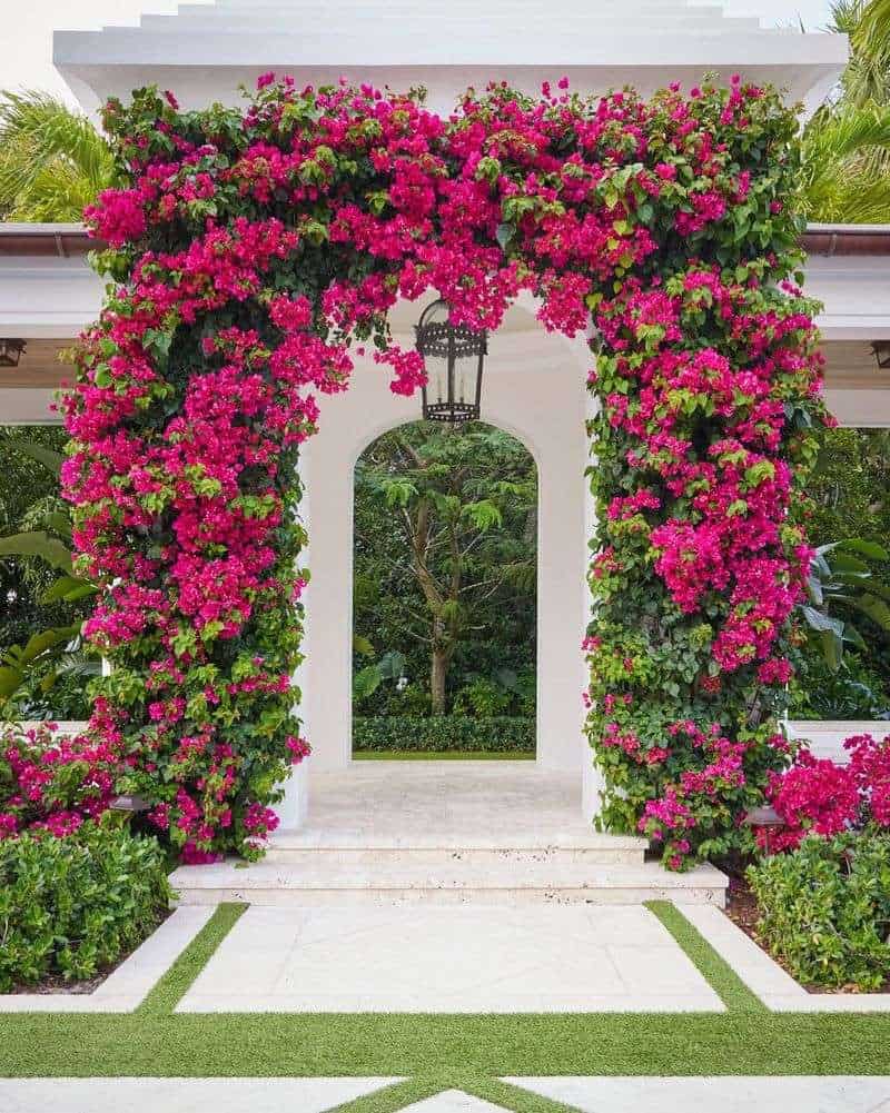 Bougainvillea