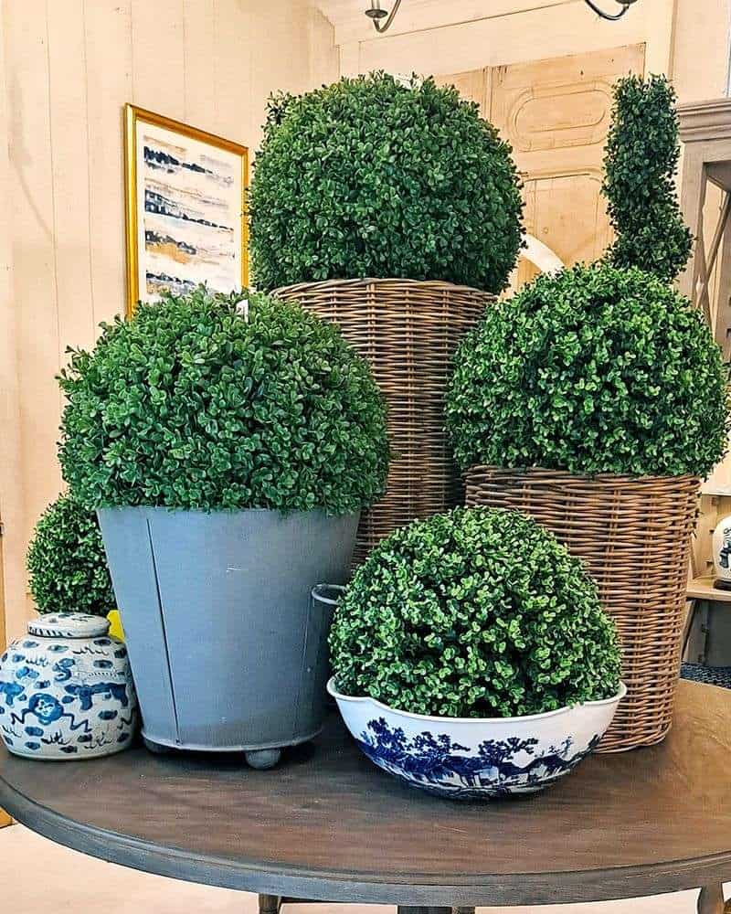 Boxwood Ball