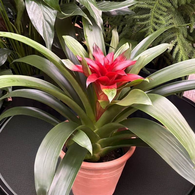 Bromeliad