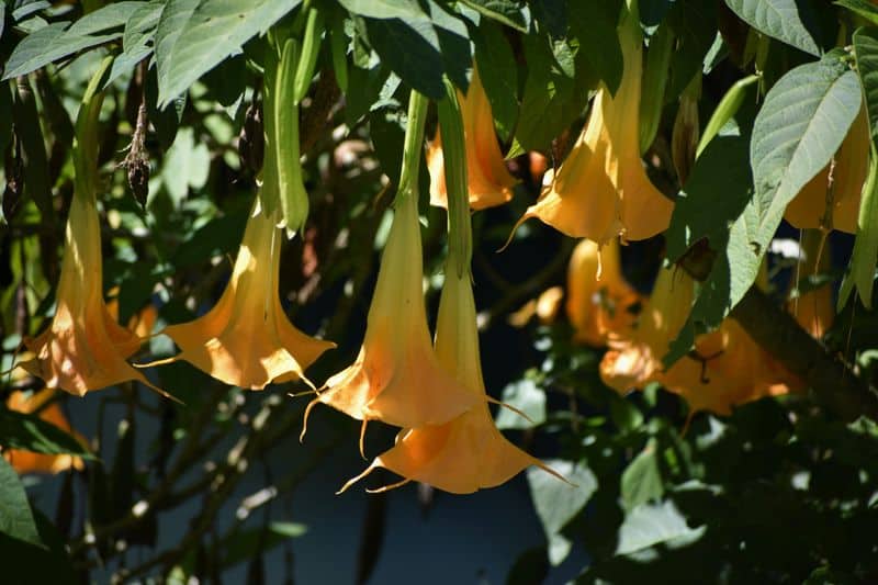 Brugmansia