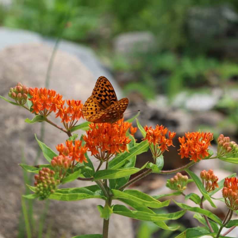 Butterfly Weed (Asclepias tuberosa)