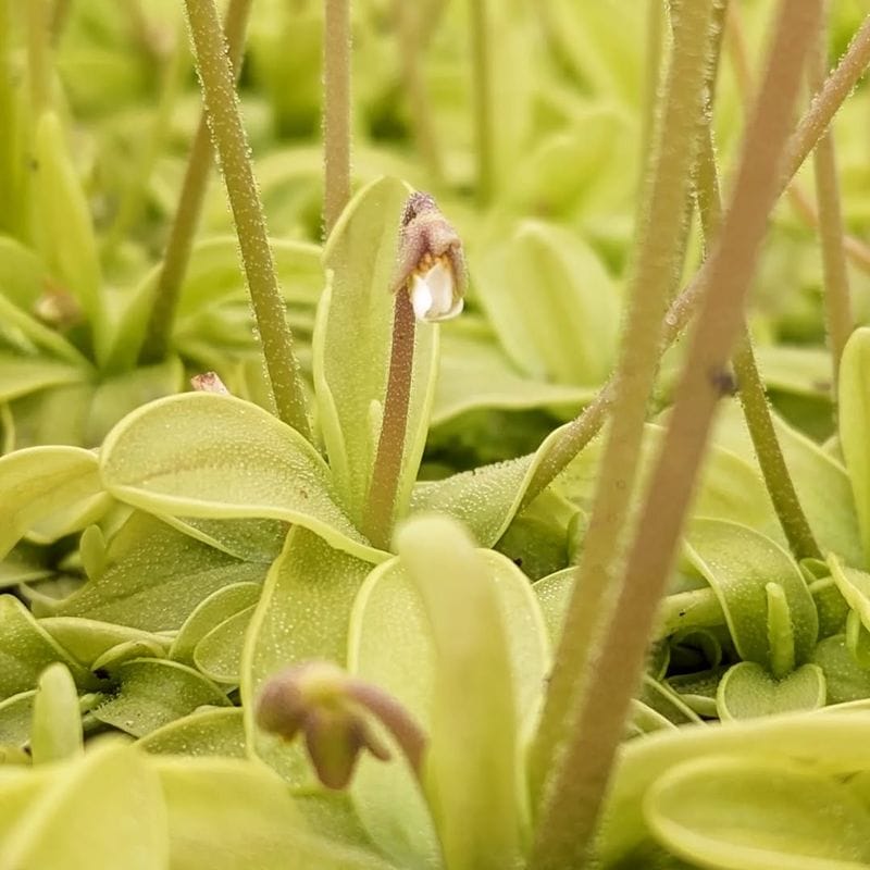 Butterwort