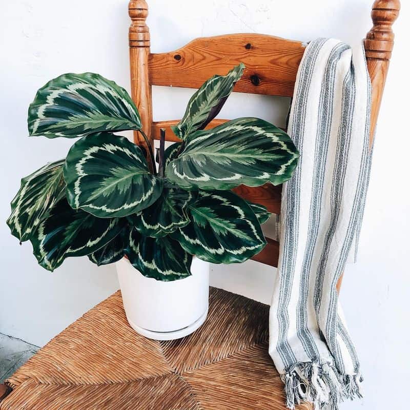 Calathea Medallion