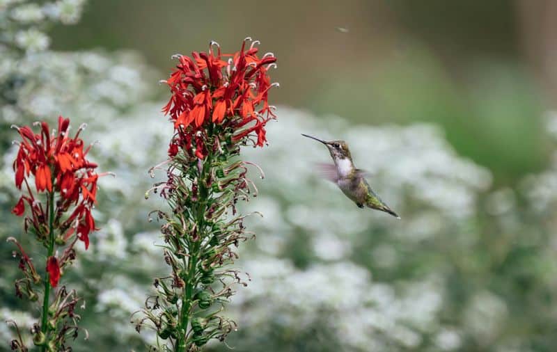 Cardinal Flower (Lobelia cardinalis)