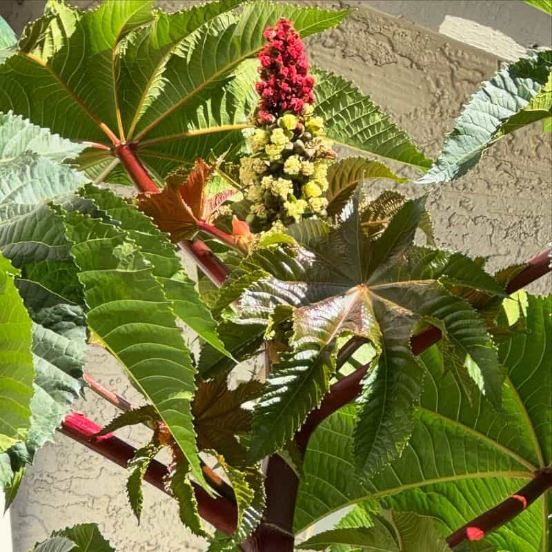 Castor Bean Plant