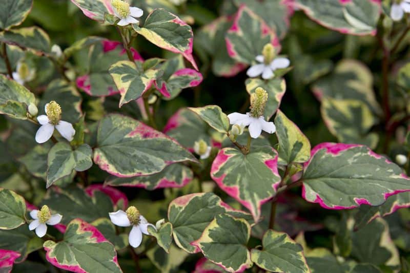 Chameleon Plant