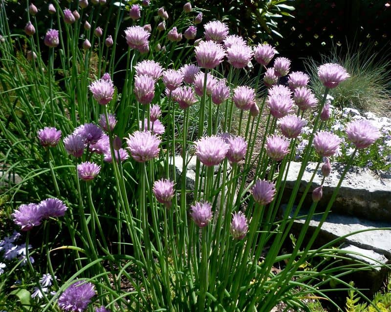 Chive Blossoms