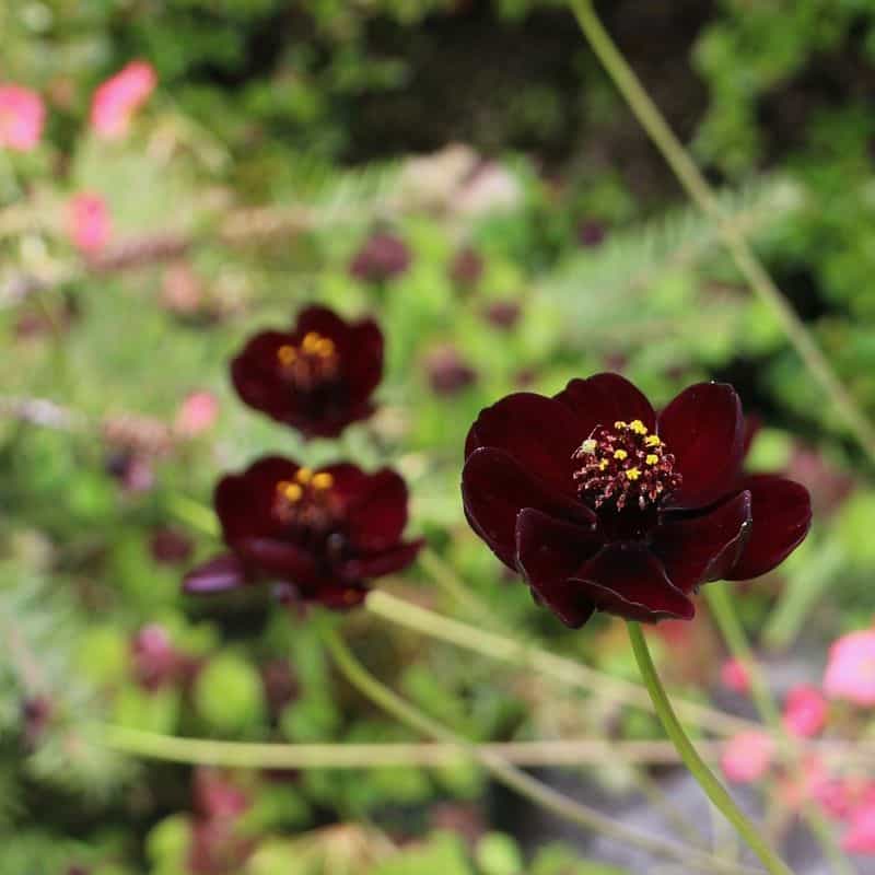 Chocolate Cosmos (Cosmos atrosanguineus)