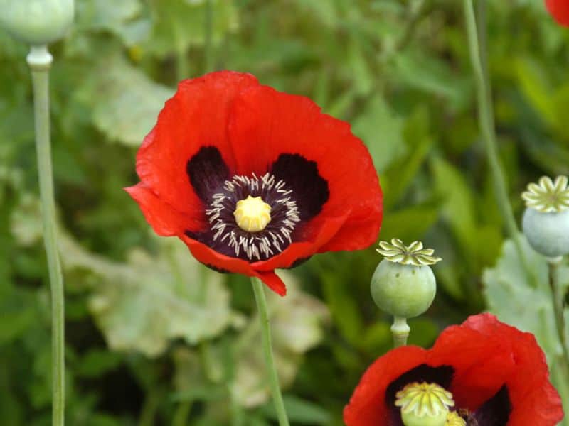 Opium Poppy