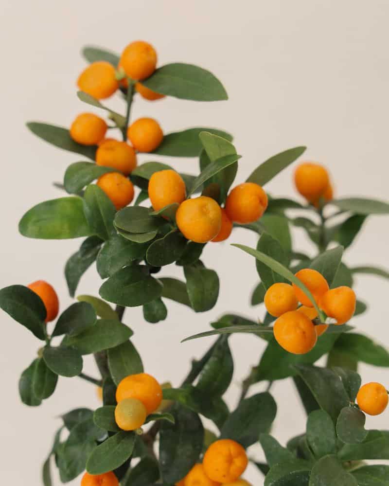 Citrus Tree