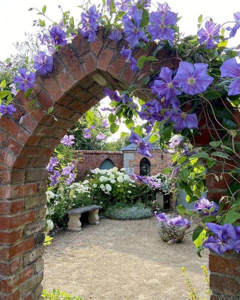 Clematis