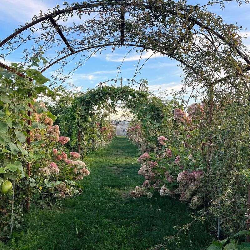 Climbing Vines and Roses