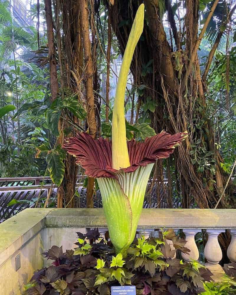 Corpse Flower (Amorphophallus titanum)