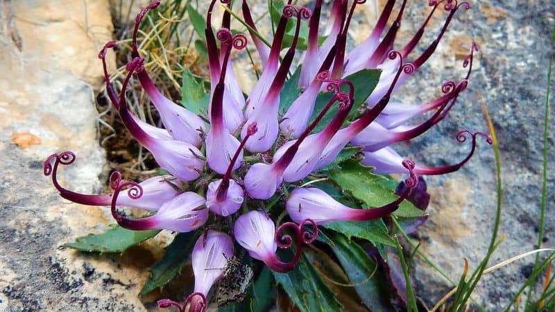 Devil's Claw