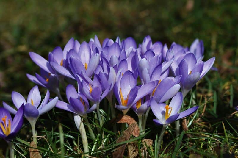 Crocuses