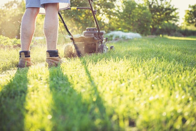 Cutting Grass Too Short