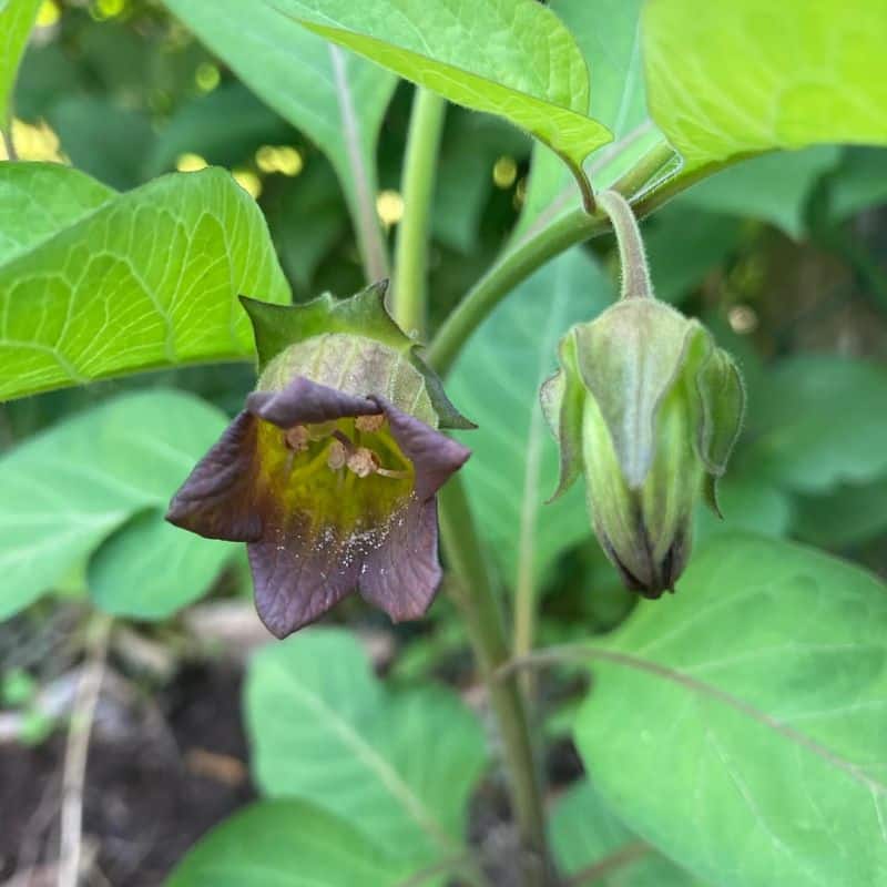 Deadly Nightshade