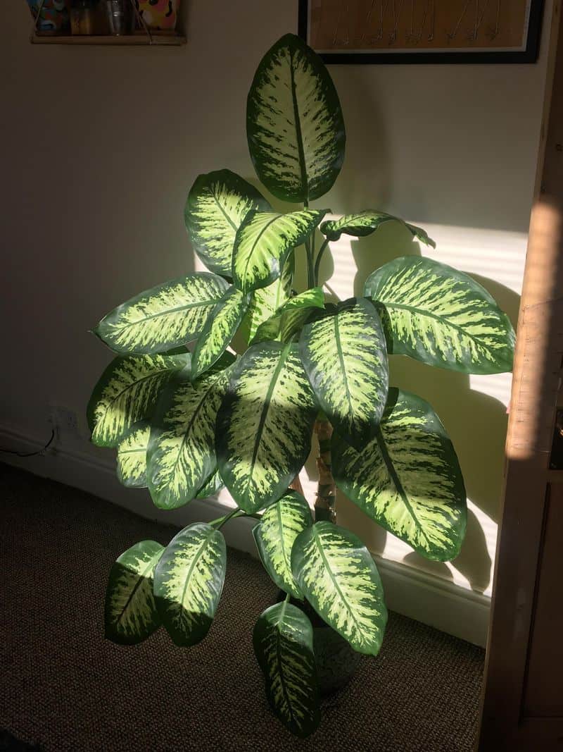 Dieffenbachia