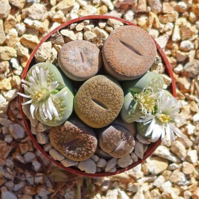 Living Stones
