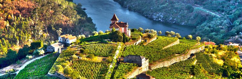 Douro Valley Vineyards