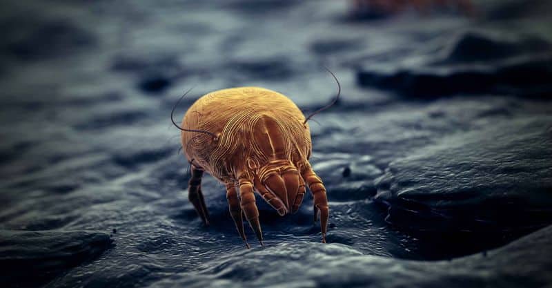 Dust Mite Proliferation