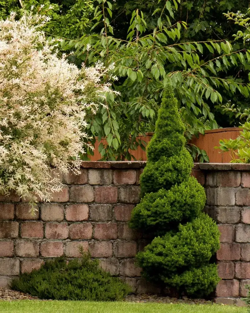 Dwarf Alberta Spruce