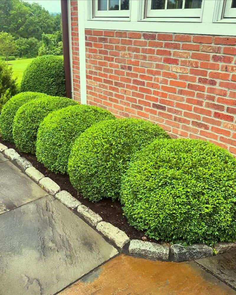 Dwarf Boxwood