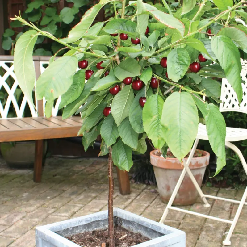 Dwarf Cherries