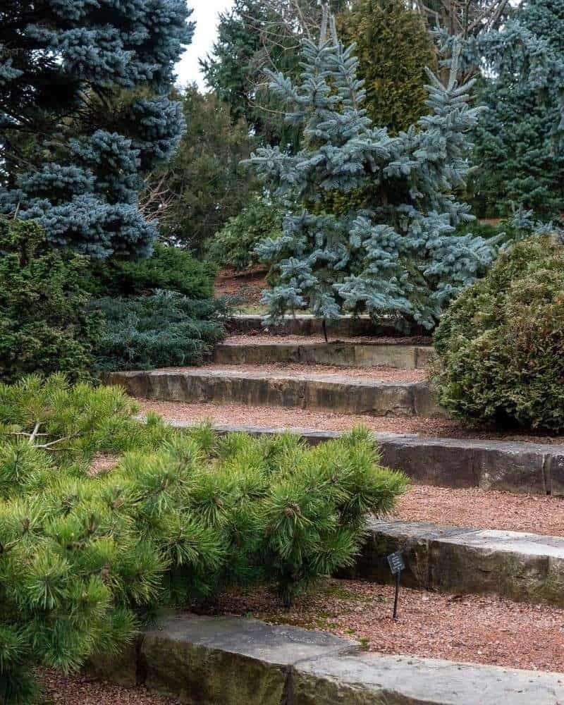 Dwarf Conifers