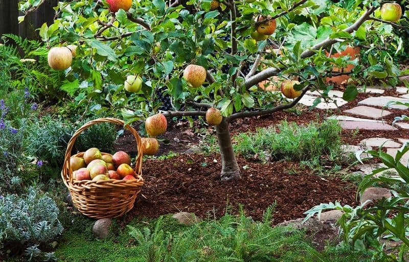 Dwarf Fruit Trees