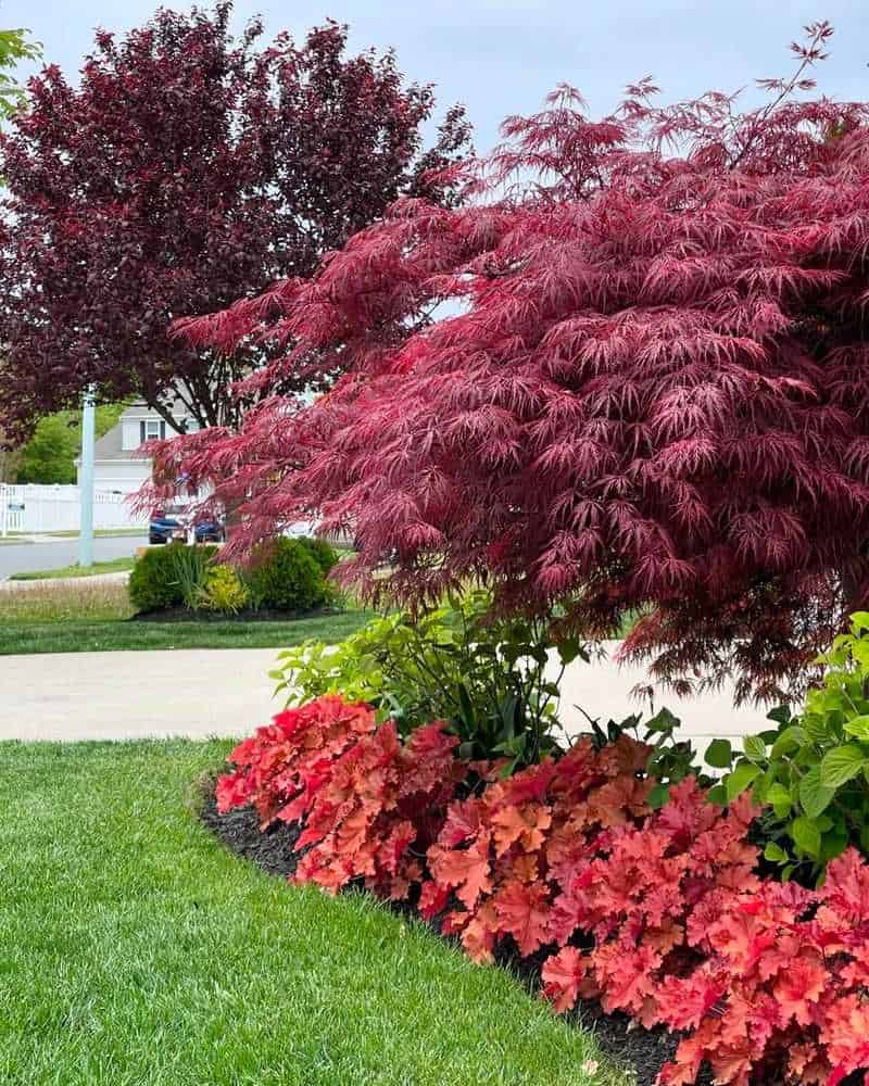 Dwarf Japanese Maple