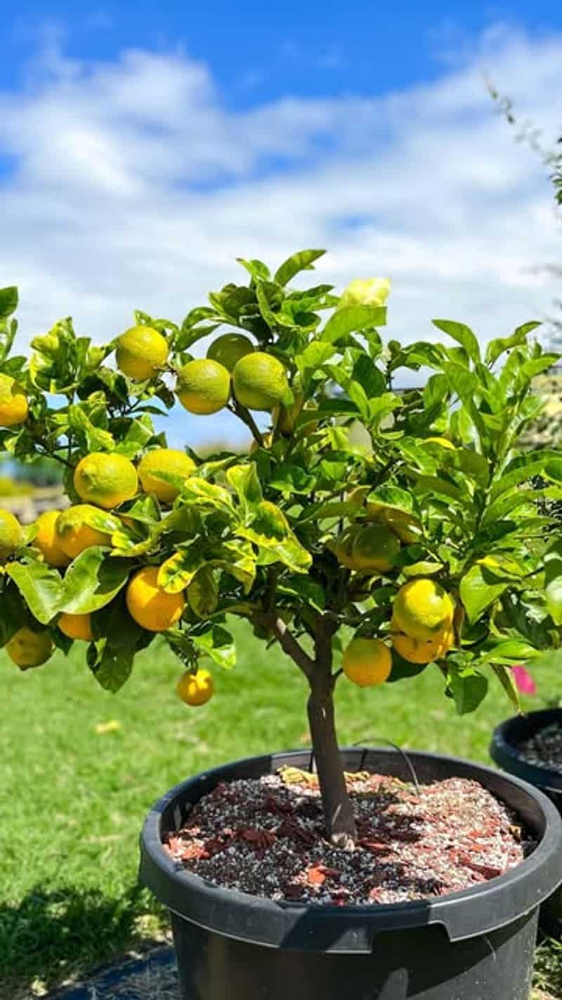 Dwarf Lemons