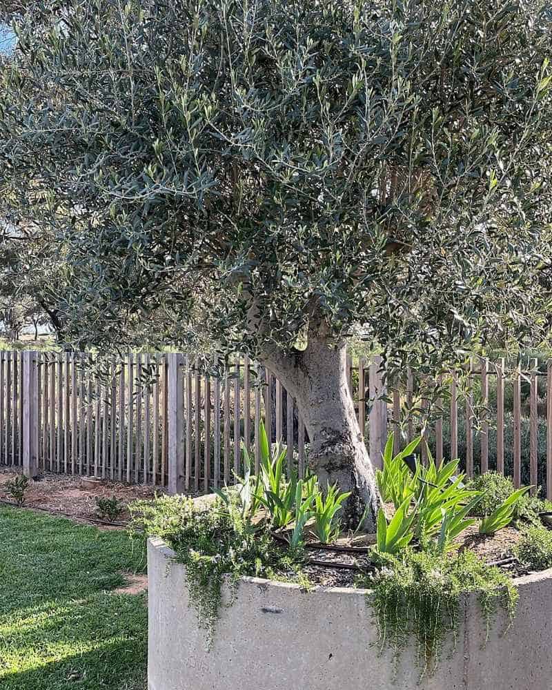 Dwarf Olive Tree