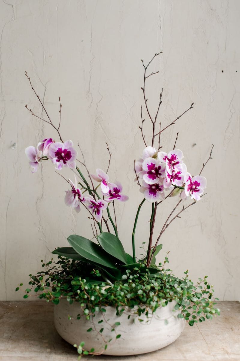 Feeding Orchids Properly