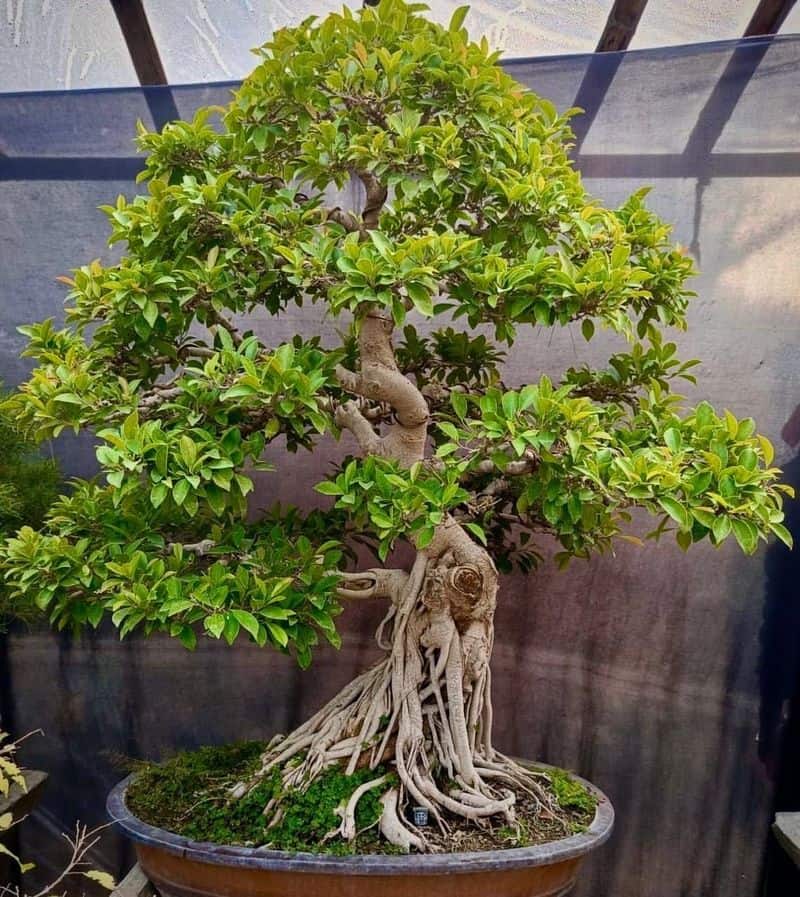 Ficus Retusa Bonsai