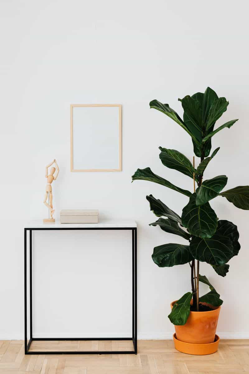 Fiddle Leaf Fig