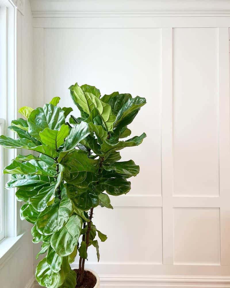 Fiddle Leaf Fig