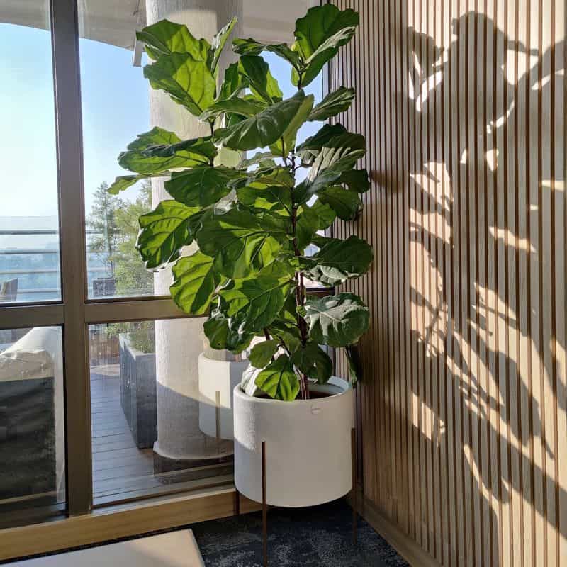 Fiddle Leaf Fig