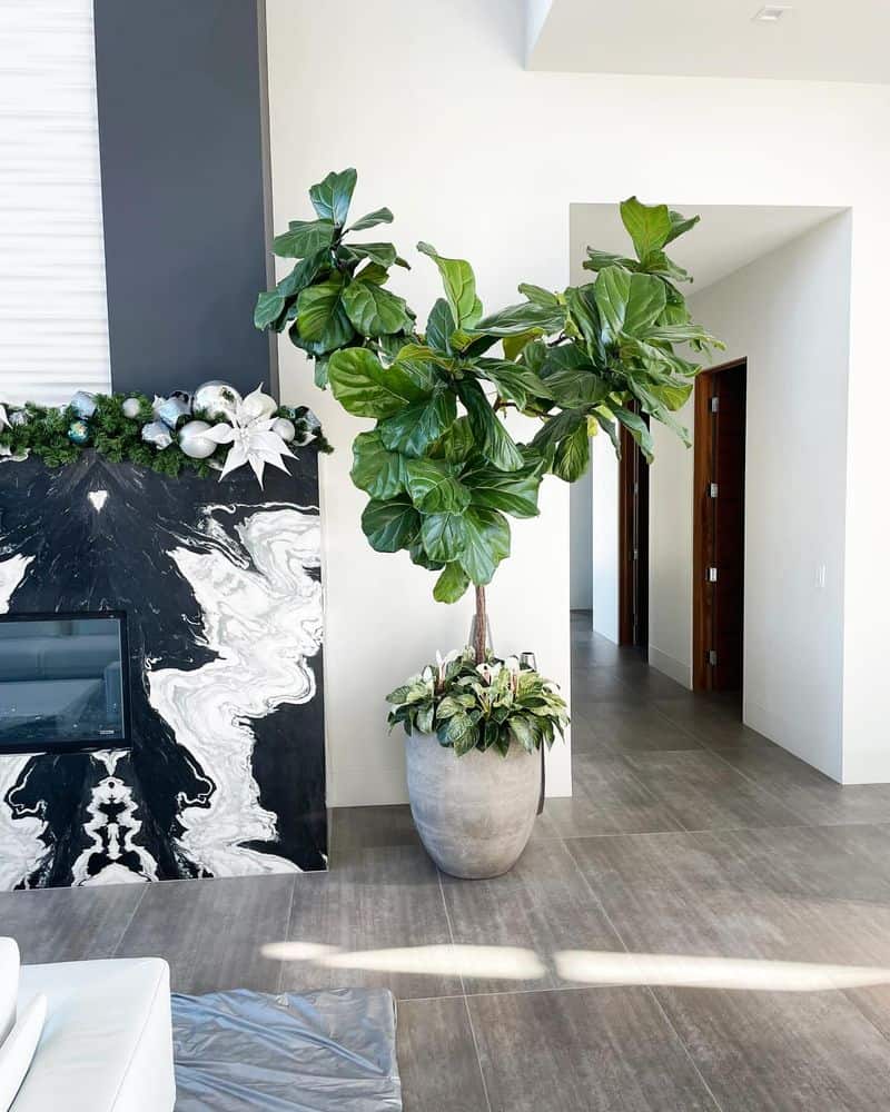 Fiddle Leaf Fig