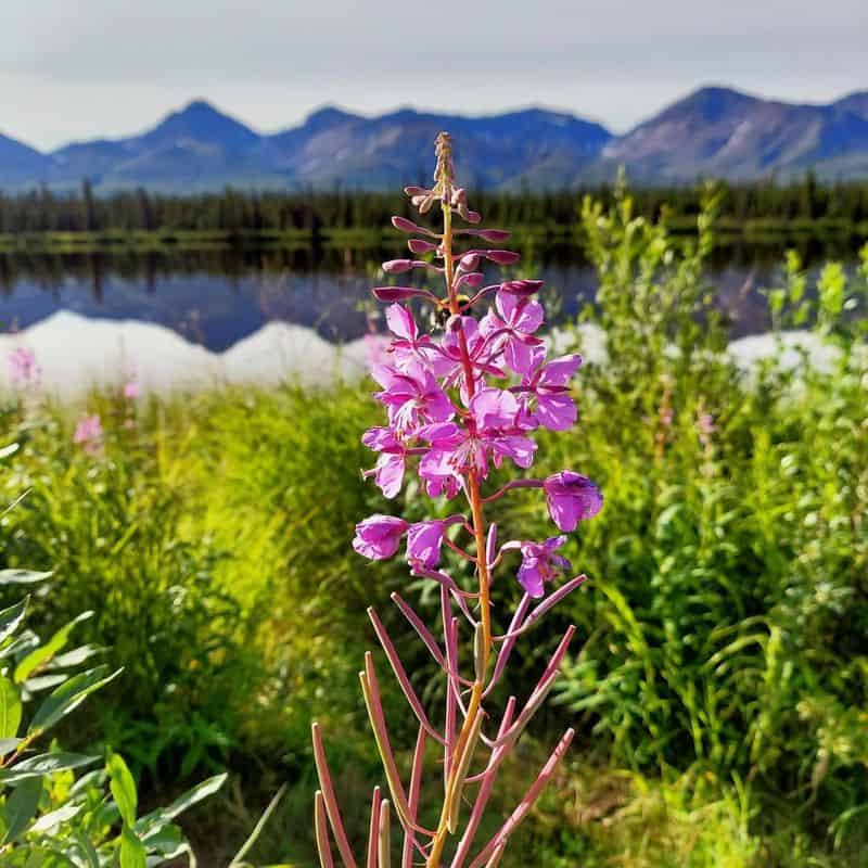 Fireweed (Chamerion angustifolium)